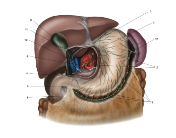 517_Anatomie_Lymphe besch2.jpg