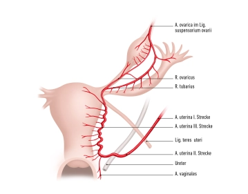 Mesometrio vascular y ligamento ancho derecho