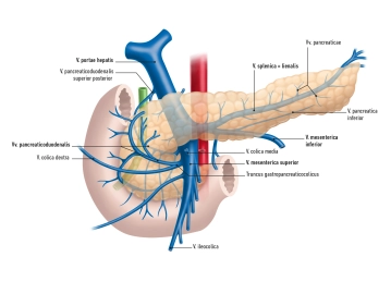 513_AN_02 Venen Pankreas.jpg