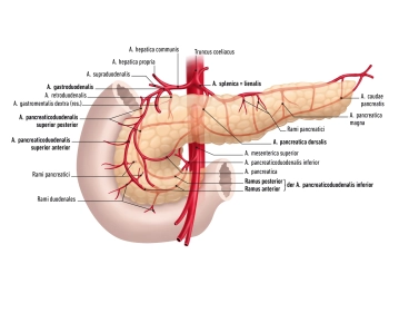 504_AN_01 Arterien Pankreas Kopie.jpg
