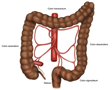 507 Anatomie Übersicht 2.jpg