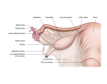 La trompa de Falopio (Tuba uterina, Salpinx)