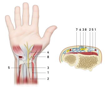 Palmar forearm anatomy