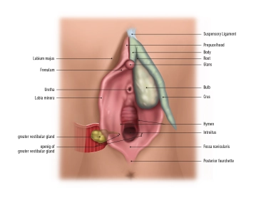 Órganos genitales externos