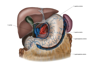 506_Anatomie_venen besch.jpg