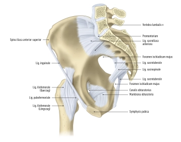 La pelvis ósea