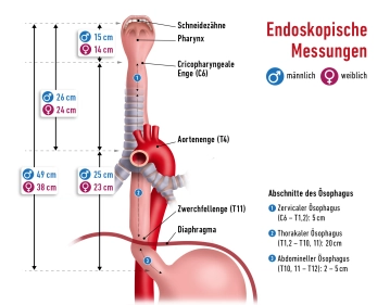 Surgical Anatomy of the Esophagus and Stomach 2