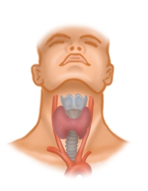 Anterior triangle of the neck