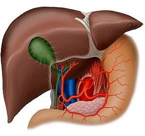 Surgical anatomy of the pancreas