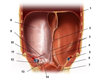 Topographical anatomy of the abdominal wall; internal aspect of the anterior abdominal wall