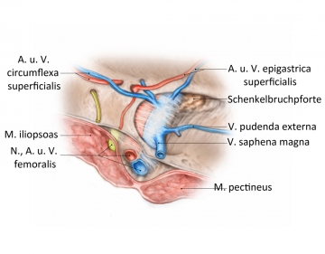 Anterior topographical anatomy of the femoral hernia orifice