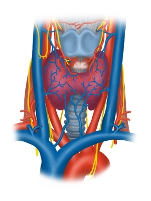 Thyroid region