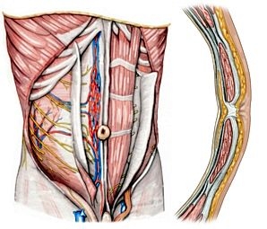 Surgical anatomy of the anterior abdominal wall