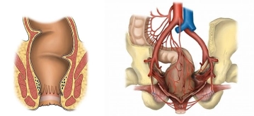 Relevant surgical anatomy