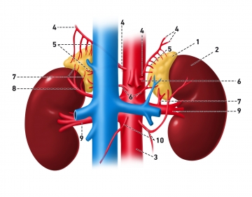 Adrenal anatomy – glandulae suprarenales