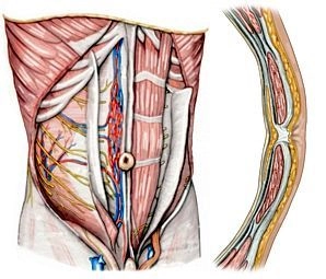 Surgical anatomy of the anterior abdominal wall