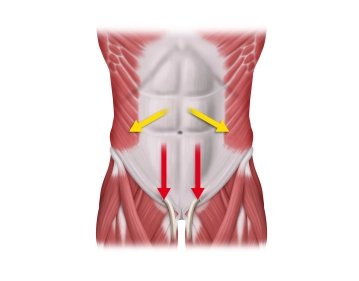 Special anatomical and functional aspects of the anterior abdominal wall