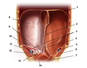 Topographic anatomy of the abdominal wall; Internal view of the anterior abdominal wall