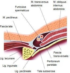 Anterior Abdominal Wall