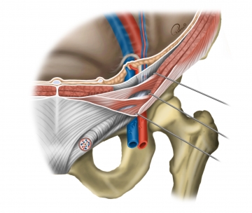 Anatomy of the inguinal region