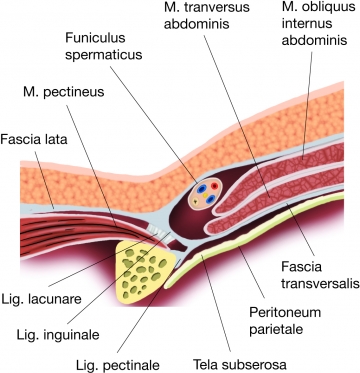 Anterior abdominal wall and inguinal canal