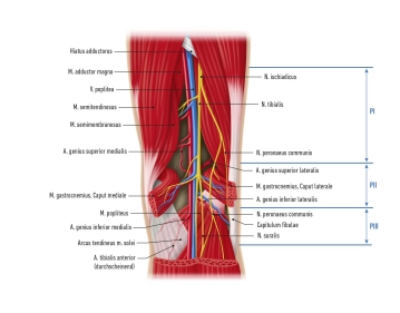 Anatomía quirúrgica topográfica