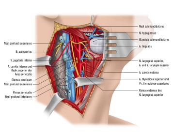 Common carotid artery