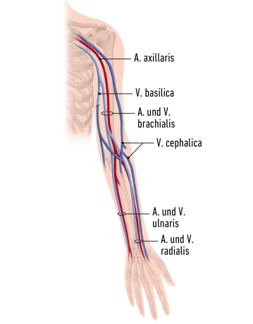 Upper limb blood supply