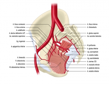 Arterial pelvic blood supply