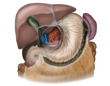 Lymphatic drainage pathways