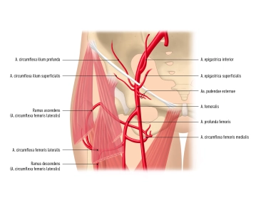 Femoral artery