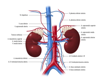 Vías conductoras de los riñones