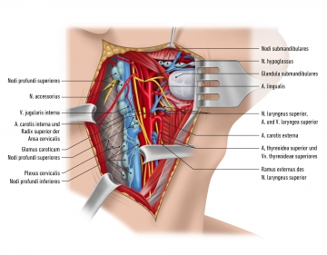 Common carotid artery