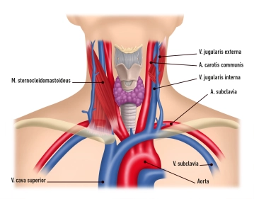 Arteria carótida común