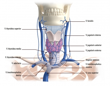 Venensystem des Halses
