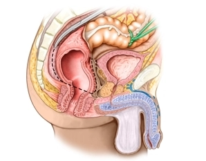 Lateral rectal topography