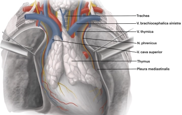 Topographic-surgical anatomy
