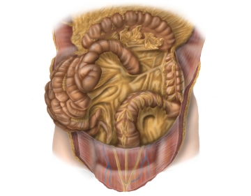 Colon transversum, descendens und sigmoideum 