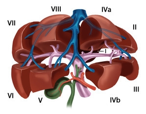 Functional liver anatomy