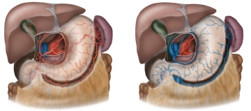 Arterial and venous blood supply, innervation