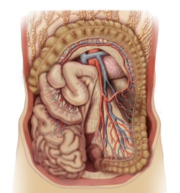 Vascular supply, lymphatic drainage, and nerves 