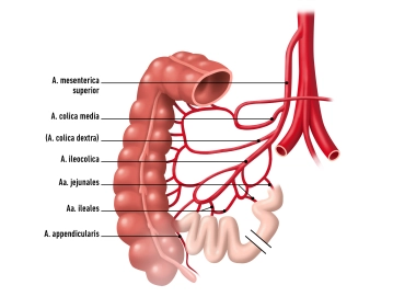 Blood supply and lymphatic drainage