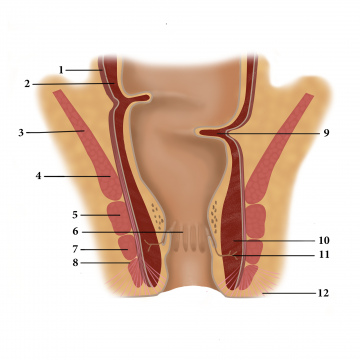 Relevant surgical anatomy