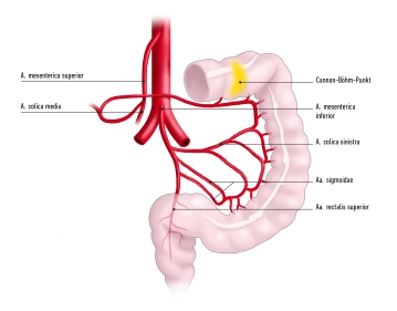 Suministro vascular y drenaje linfático 3