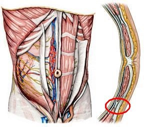 Surgical anatomy of the anterior abdominal wall