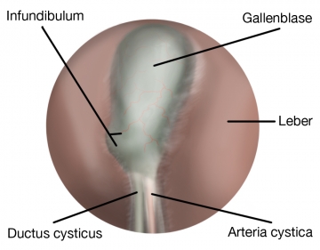 Exploration der Leber und Darstellen der anatomischen Landmarks