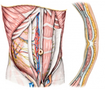Surgical anatomy of the abdominal wall