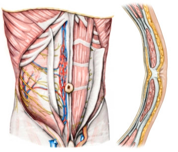 Surgical Anatomy of the Abdominal Wall