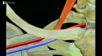 Topography of the subclavian vein