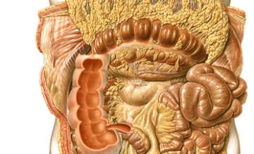 Ascending colon